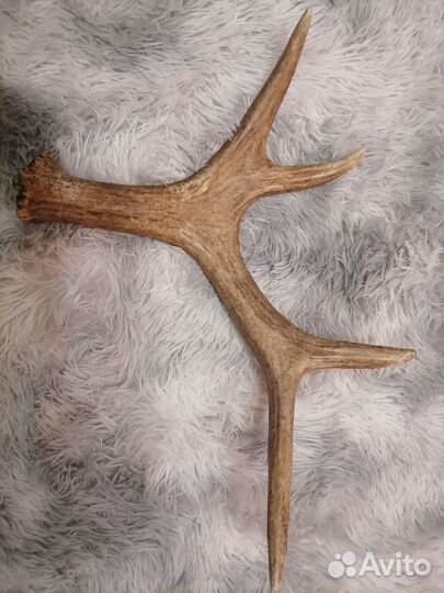 Продам рога лося