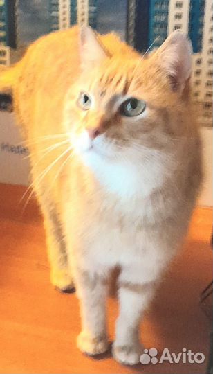 Котик Персей