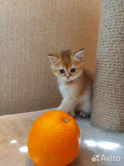 Шотландская