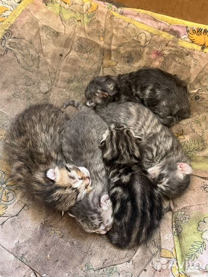 Котята в добрые руки