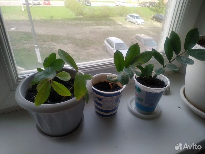 Замиокулькас