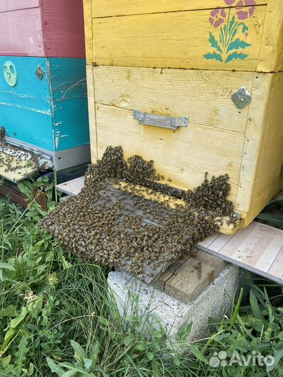 Продам пчел