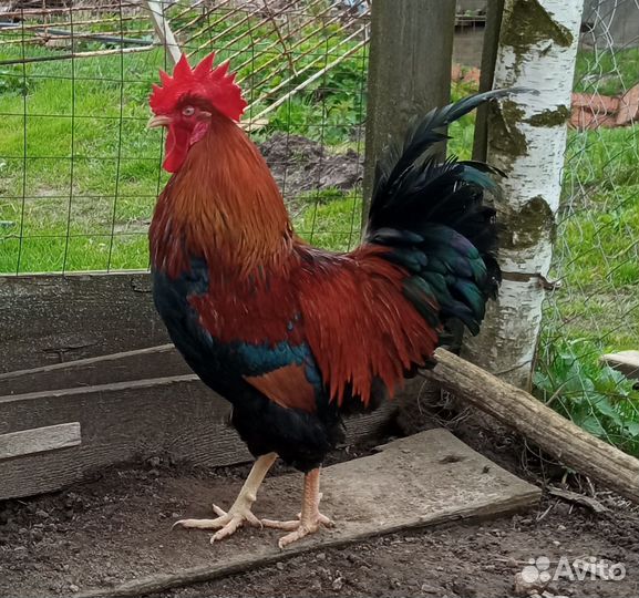 Молодые петушки