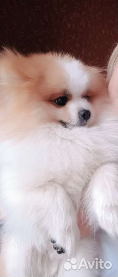 Померанский шпиц мини