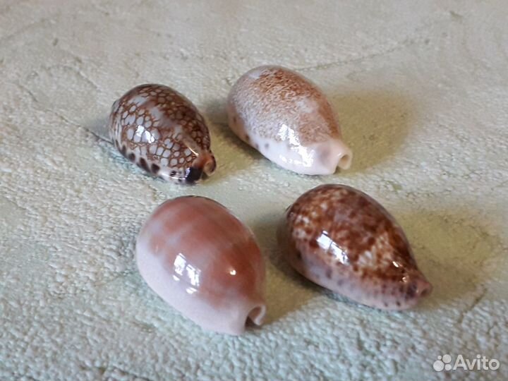 Морские ракушки Cypraea