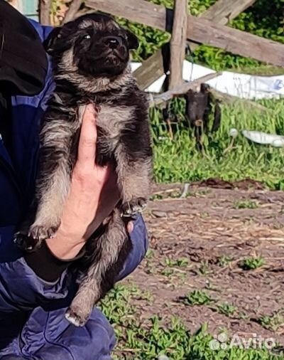 Щенки овчарки