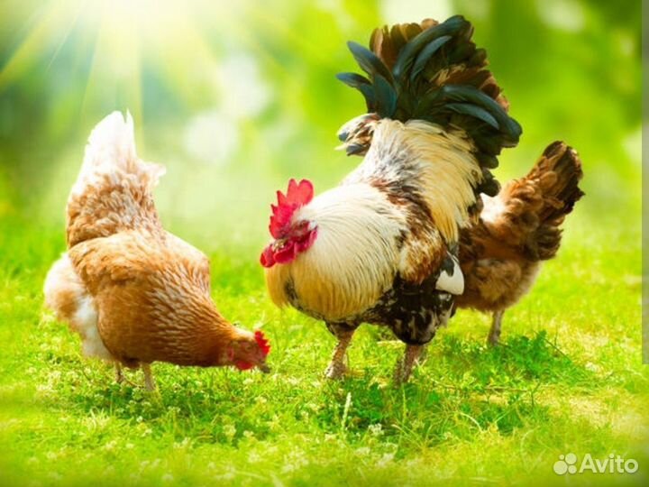 Вахта проживание питание 35 смен Липецкая обл