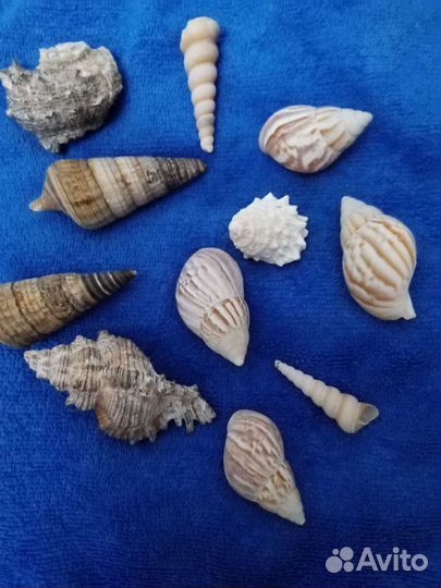 Ракушки морские