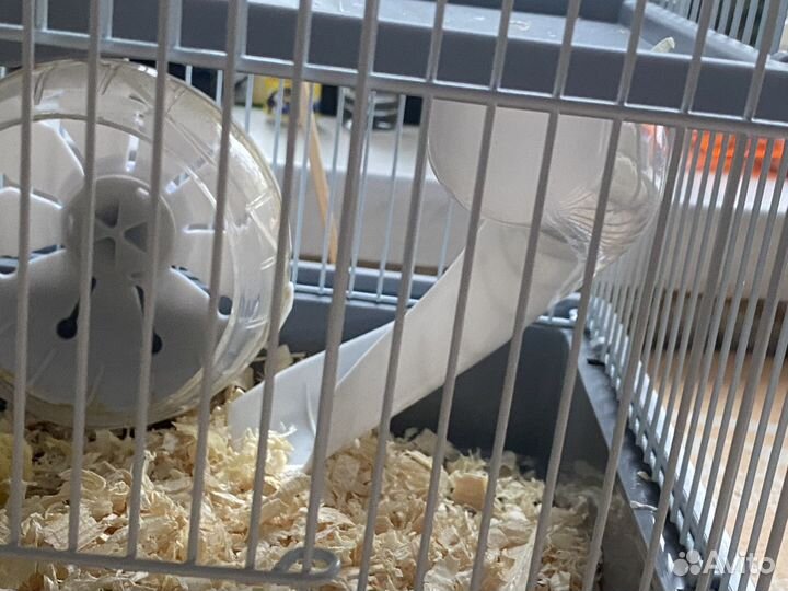 Джунгарский хомяк