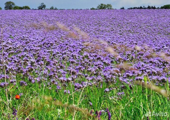 Семене фацелии