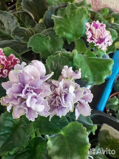 Листики Фиалки