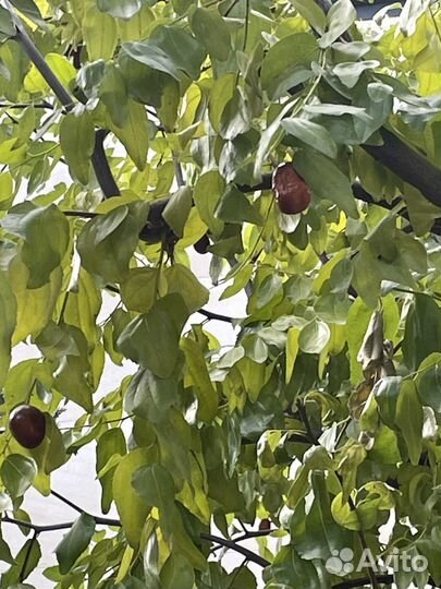 Саженцы Эннаб,Мушмула