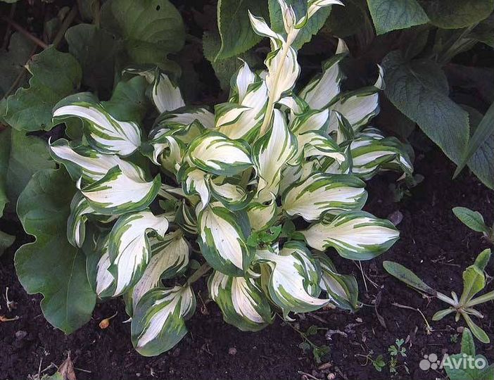 Хосты,клематисы,каллы,сныть пёстролистная и другое