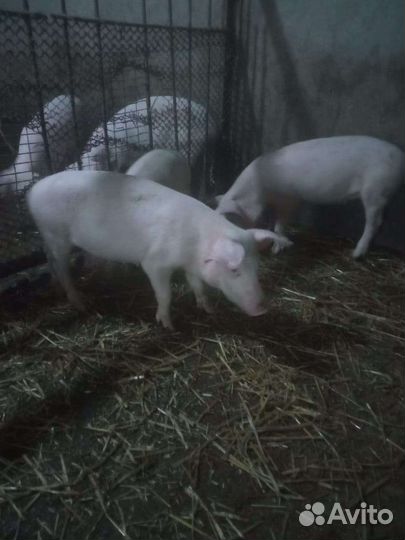 Поросята ландрас