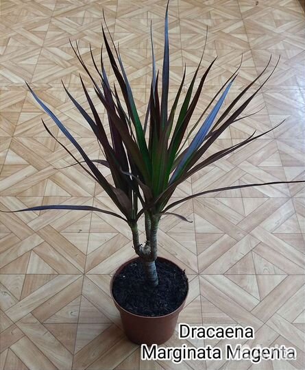 Драцена Маргината Маджента / Marginata Magenta