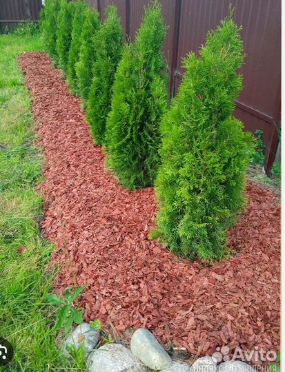 Туя смарагд, колумна, можжевельник