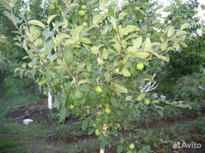 Саженцы яблони семеренко