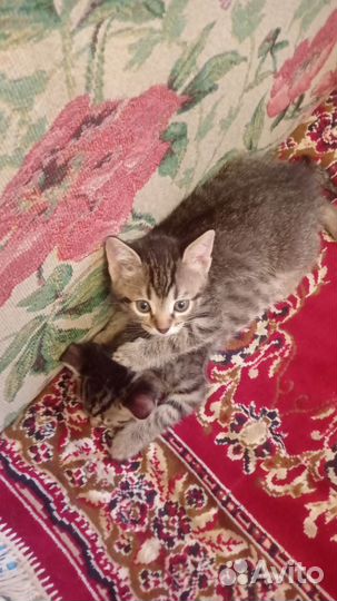 Котëнок
