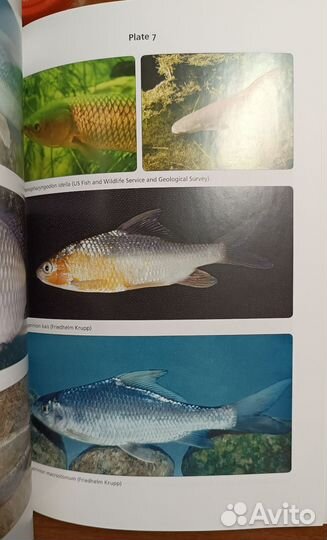 Freshwater Fishes of Iraq