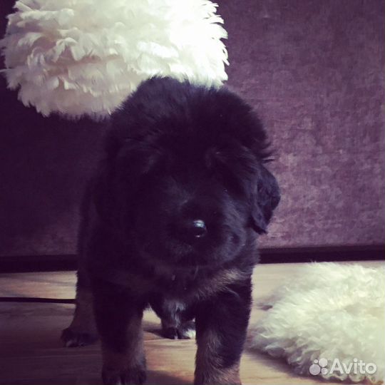 Вязка тибетский мастиф