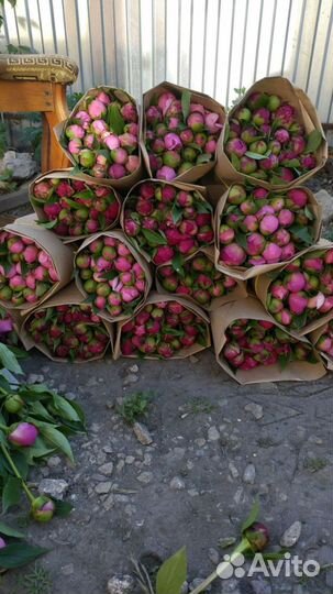 Пионы срезка, оптом