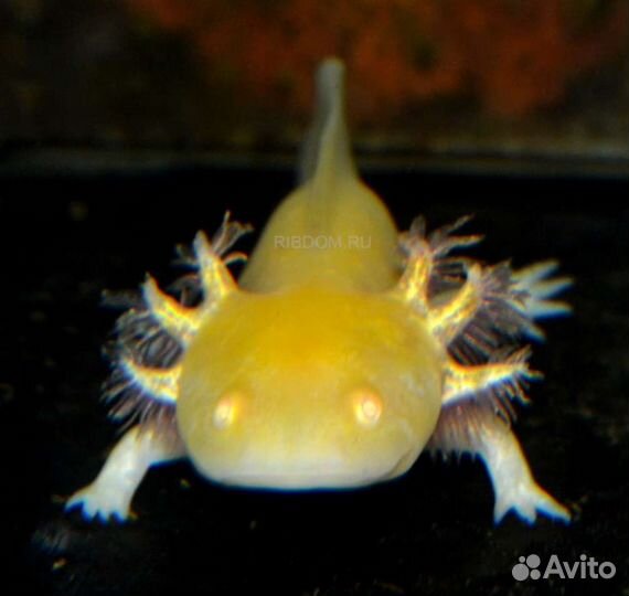 Аксолотли желтые 6-8см