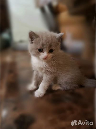 Британские котята