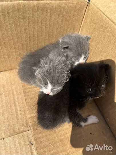Котята в добрые руки