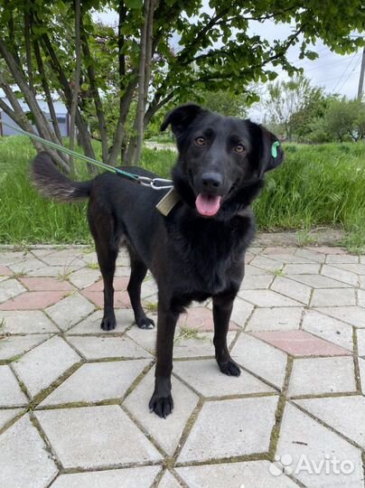 Молодая собачка в добрые руки