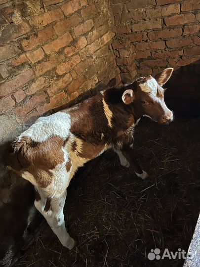 Бычки и быки