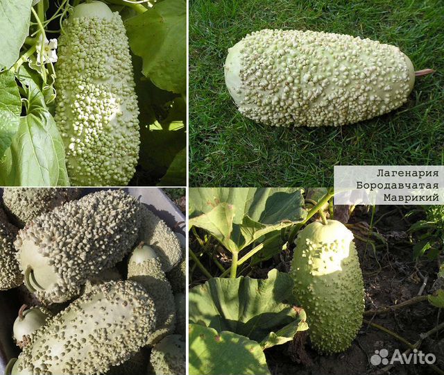 Диковинные растения для сада семена