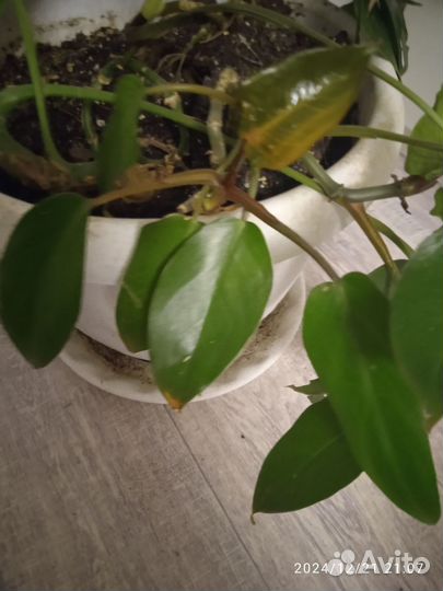 Монстера деликатесная