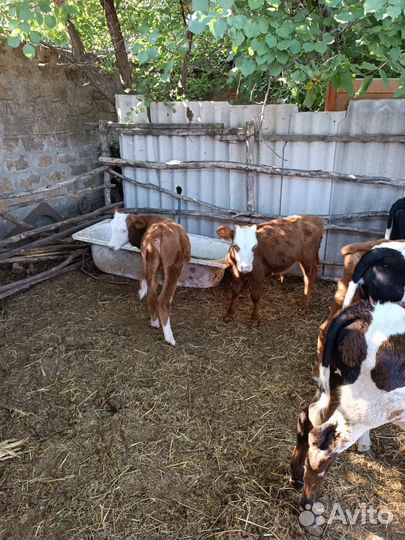 Бычки и телята