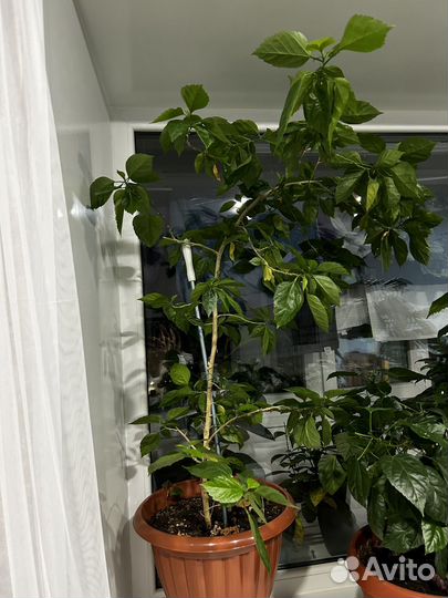 Китайская роза