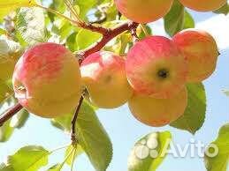 Разнорабочие, работа в цеху