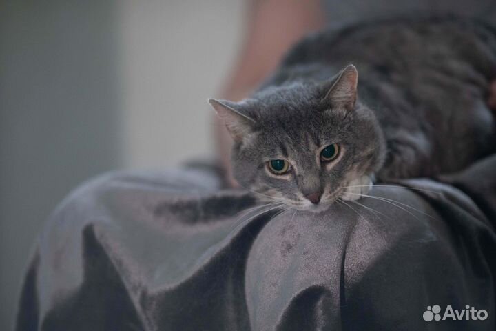 Особенный кот Борис Джонсон