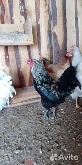 Петухи породистые