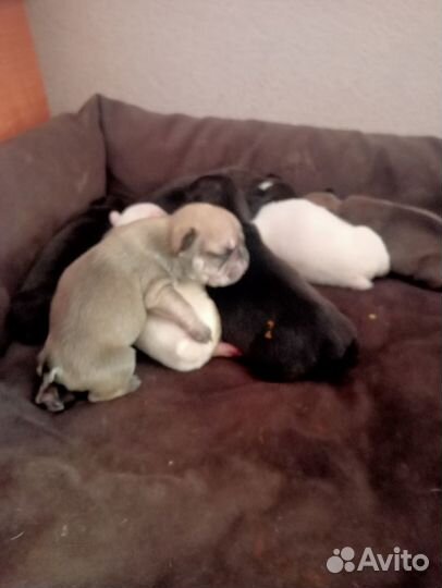 Щенки французского бульдога