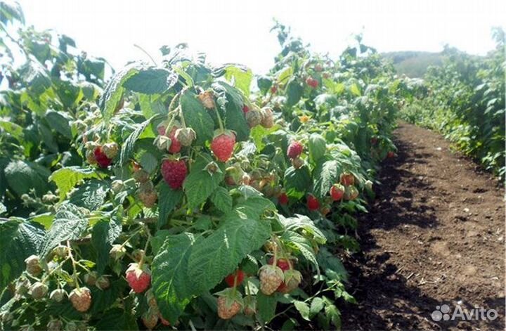 Саженцы малины Полька