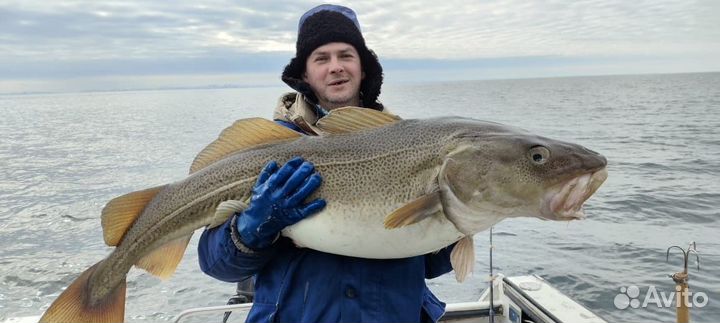 Треска мурманская свежемороженая