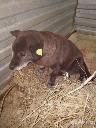 Будка для собаки