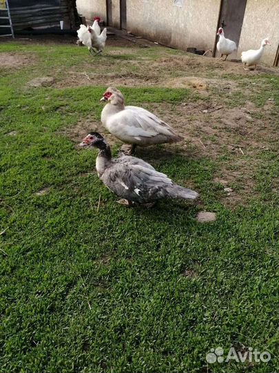 Инкубационное яйцо кур и индоуток