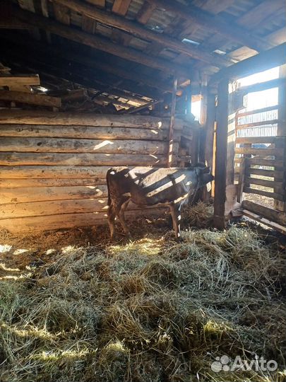 Бычок джерси