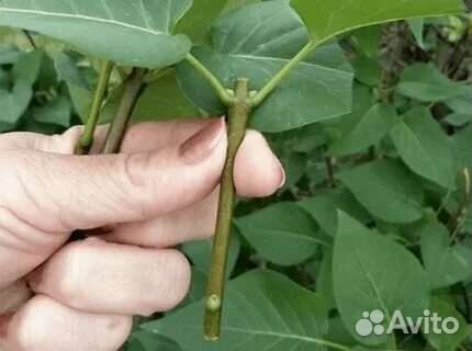 Сирень рассада