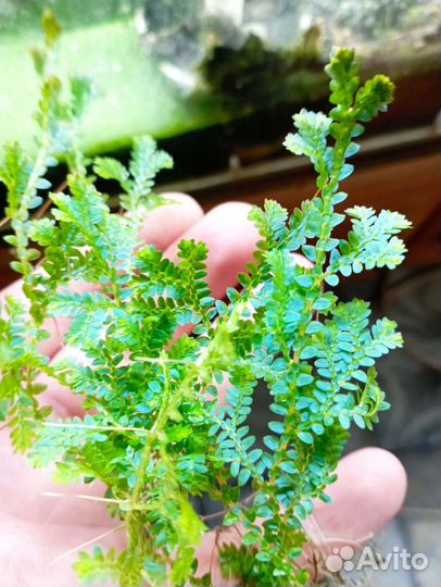 Экзотические растения