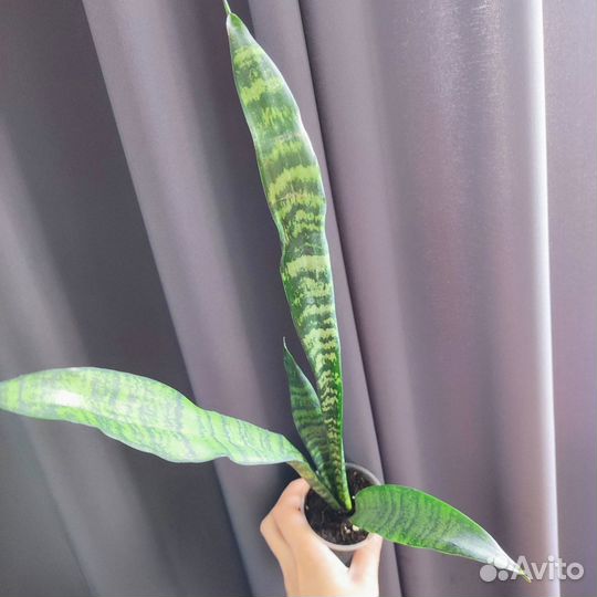Сансиверии сортовые много сортов, есть редкие