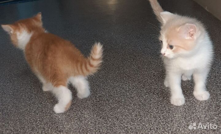 Котята