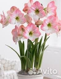 Гиппиаструм