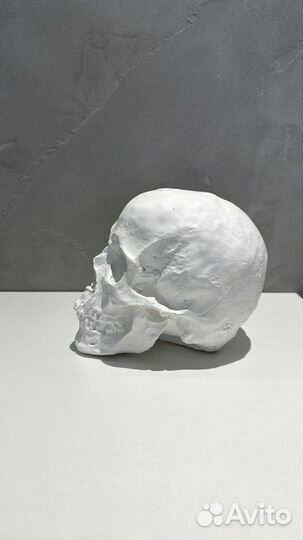 Гипсовый череп