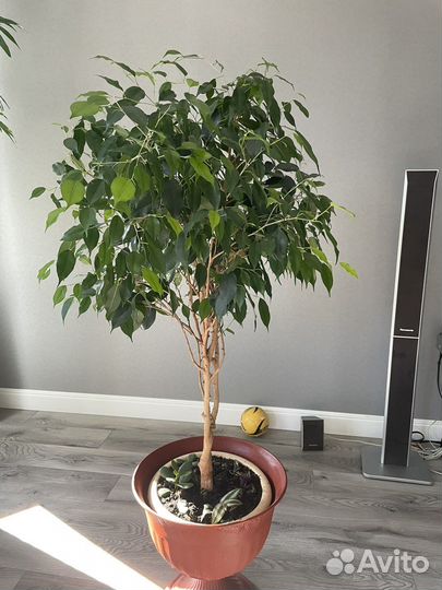 Фикус бенджамина наташа